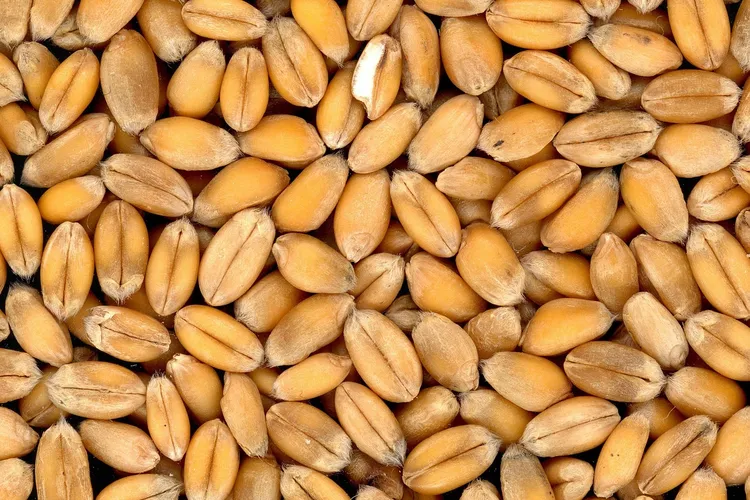 معلومات عن القمح