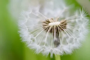 بذور الكرفس