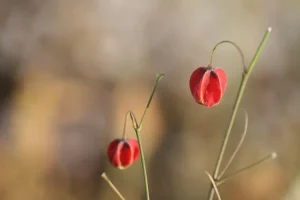 صورة توضح أسباب وعلاج انخفاض القدم