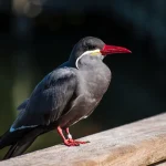صورة كروان