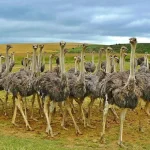 صورة لنعام