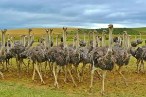 صورة لنعام