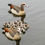 صورة للاوز في الطبيعة