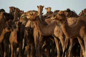 البنك العربي الوطني من اكبر البنوك في الشرق الأوسط