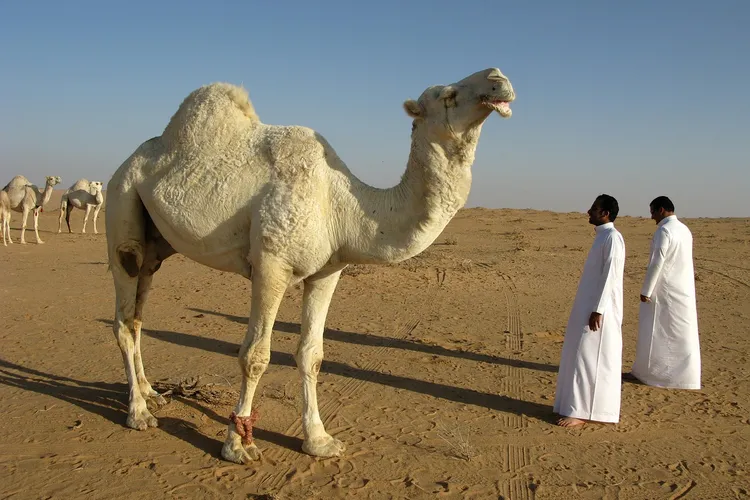 منظر طبيعي لمحافظة رابغ