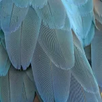 صورة لببغاء ياقوتي