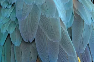 صورة لببغاء ياقوتي