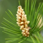 صورة توضح اضطرابات الفك الصدغي