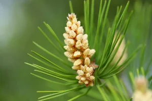 صورة توضح اضطرابات الفك الصدغي