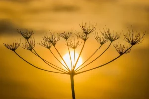 بذور البقدونس