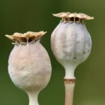 بذور الفجل