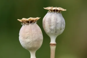 بذور الفجل