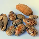 بذور زيت الخروع