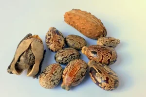 بذور زيت الخروع