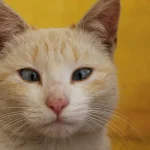 صورة توضح أسباب الحول
