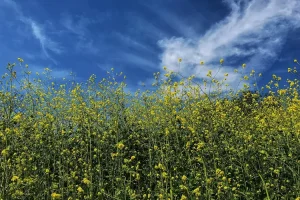 صورة توضح فوائد الخردل الاخضر