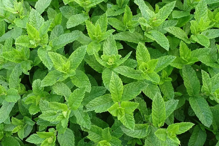 النعناع البري