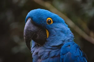ببغاء البادجي