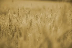شركة الياسين الزراعية