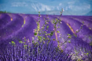 صورة لغبريال ليبمان عالم الفيزياء الفرنسي