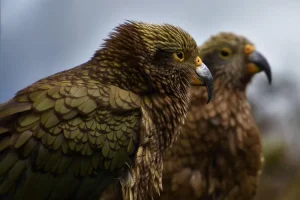 ببغاء نيبالي