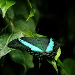 صور حيوانات برية