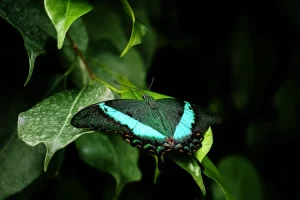 صور حيوانات برية