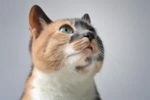 نوع من القطط المحلية