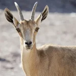 فهد الصحراء