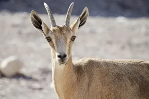 فهد الصحراء