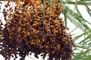 تمر أسود