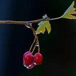 صورة توضح فوائد الزعرور