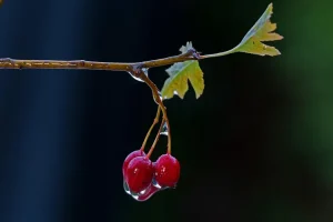 صورة توضح فوائد الزعرور