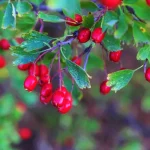 عشبة ناردين وفوائدها الصحية