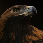 نسر اذون في البرية