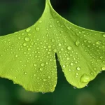 عشبة الجنكه بيلوبا وفوائدها