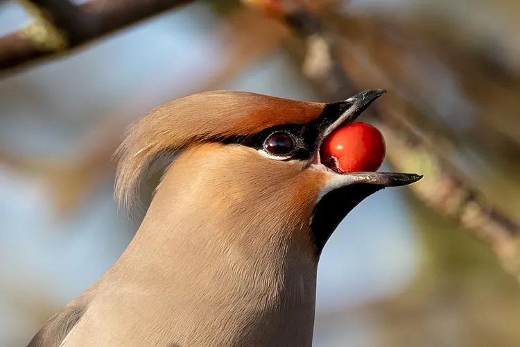 خنزير النهر الاحمر في البرية