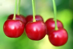 ثمار الكرز الاحمر
