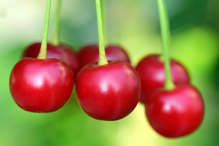 ثمار الكرز الاحمر