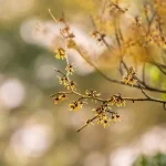 بندق الساحرة وفوائده الصحية