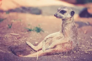 أثقل الحيوانات على الأرض