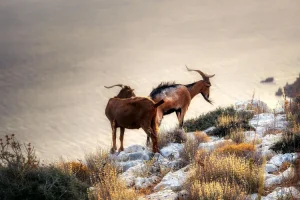 جزيرة نيلسون