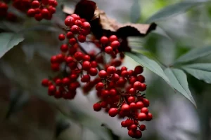 براعم الخيزران