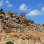 صورة توضح مرض الجذام