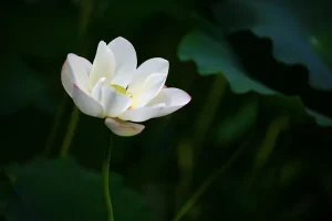 صبغات شعر طبيعية