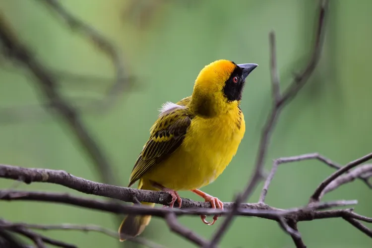 Thick-billed Weaver has Song