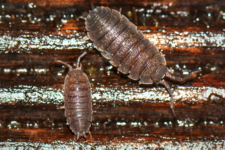 Pill Woodlouse