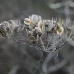 بذور النيم