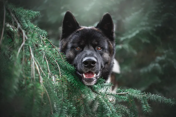 photo of Japanese Akita
