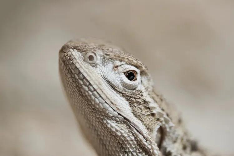 The Bearded Dragon is great as a pet